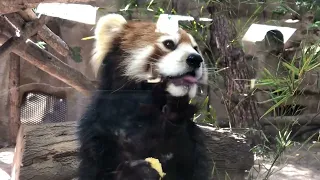 りんごを食べるレッサーパンダ🍎