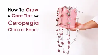How to Grow Variegated String of Hearts Plant Care Tips light, watering, Ceropegia woodii variegata
