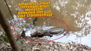 Amazonas-Fight: Zitteraal killt Monster-Krokodil mit 600-Volt-Stromstößen