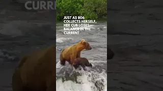 Bear Cub Falls Over Brooks Falls
