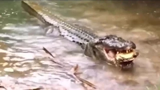 Crocodile eat turtle - Crocodile Attack