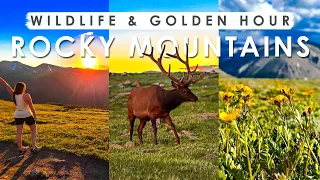 WILDLIFE & SUNSETS in ROCKY MOUNTAIN NATIONAL PARK | Trail Ridge Road | Colorado
