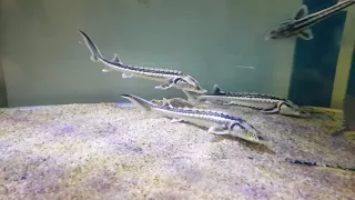 Russian hybrid sturgeon