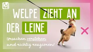 Welpe zieht an Leine - Ursachen verstehen und richtig reagieren!