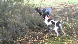 German Shorthaired Pointers Pheasant Hunting NH 2011 remix #4.