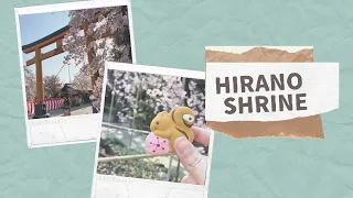 Hirano Shrine | Walking in Sakura season| Cherry Blossom | Kyoto| Japan | Life in Japan| April 2022