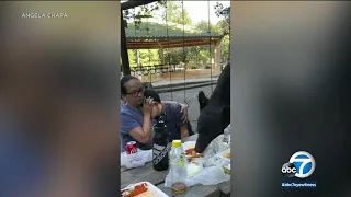 Bear crashes fiesta and eats all the food inches away from mother, son in Mexico