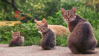 Cute - Baby Cat, Funny Cats Videos, ,#Shravankumarjodha.