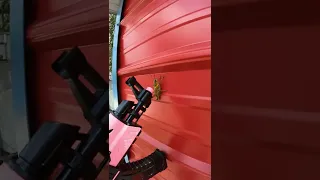 Grasshopper VS Gel Blaster