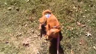 Puppy uses pull-up for potty training!