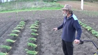 Plantando tomates con truco