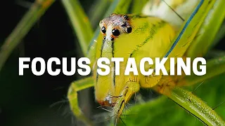 Olympus Focus Stacking - One Click Get Everything In Focus