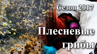 "На приеме у врача" Выпуск 41 - Плесневые грибы