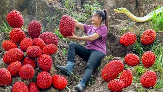 Harvest Red Wild Pineapple goes to the Market sell - Harvesting and Gardening - HOAI Daily Life