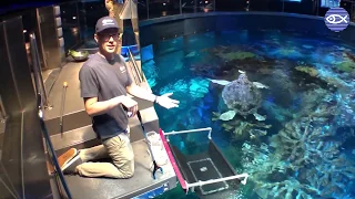 Virtual Visit: Shark Feeding w/ Mike!