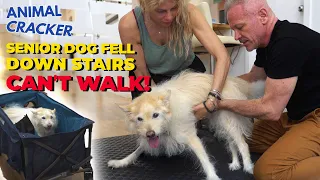 CRIPPLED DOG gets CHIRO... WALKS AGAIN!  *MUST WATCH RESULTS* 🐾