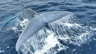 The majestic Blue Whale swimming and diving