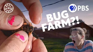 These Florida insect farmers might be the future of agriculture | PBS Short Docs