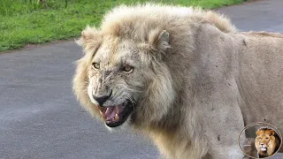 What Are You Up To Casper The White Lion? Your Brothers Are Calling!