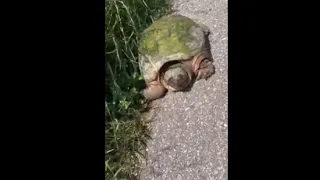 Guy Helps Move A Turtle Off The Road Back To A Pond