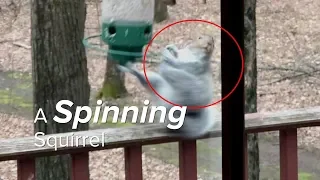 Spinning 'forever': Squirrel caught twirling on bird feeder