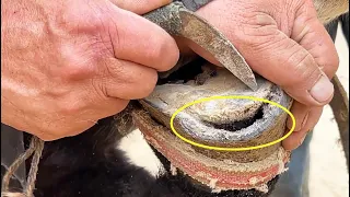 Rescue the donkey that can't walk!Toenail fungus causes hooves to crack!