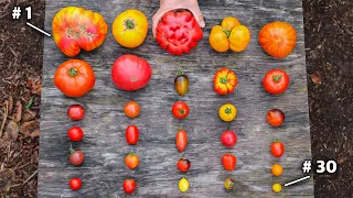 30 Incredible Tomato Varieties You Have to See to Believe!