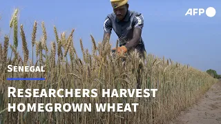 Senegal harvests first experimental homegrown wheat | AFP