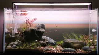 "Riverside iwagumi" Ada 90P aquascape 2 week update! Fish added!