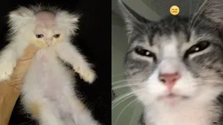 Try Not To Laugh 🤣 New Funny Cats Video 😹 - MeowFunny Part 18