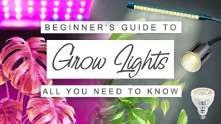 Easy Beginner's Guide To Grow Lights For Houseplants 💡 GROW LIGHT 101 🌱 Why, When + How To Use Them