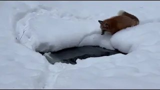 Alice fox. Snowfall on the pond.