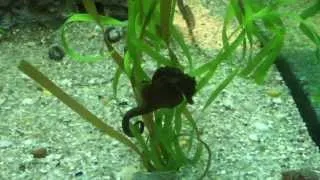 Seahorses and Pipefish