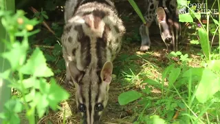 Small Carnivore September: Species Spotlight: Owston's Palm Civet