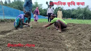 গ্রীষ্মকালীন পেঁয়াজ চাষ