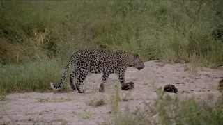 If I were an Animal - THE LEOPARD | Full Episode 21 | Wild Animal World