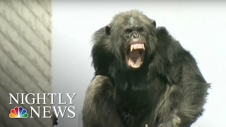 Chimp Escapes Zoo, Leads Police on 2-Hour High-Wire Chase | NBC Nightly News