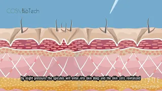 How spongilla spicules work?