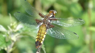 Broad-bodied Chaser, Libellula depressa, female, Groote Peel, L, the Netherlands, 20 May 2024 (2/2)