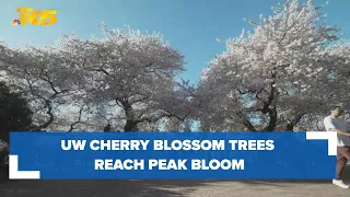 Welcome, spring! UW cherry blossom trees reach peak bloom
