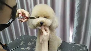 Lucky Toy Poodle Face Live Demo | ASIAN CUTE DOGS