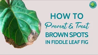 How to Save Your Fiddle Leaf Fig from Brown Spots and Dropping Leaves in a Hurry!