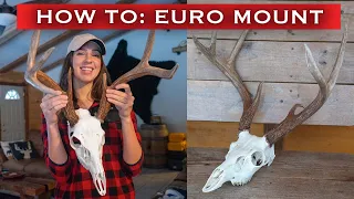 How to European Mount a DEER Skull