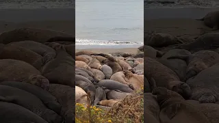 Elephant Seals tossing their heads dramatically and burbling for good measure #short #nature