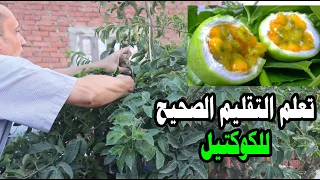 كيفية تقليم الكوكتيل او المس فلورا علي تكعيبة او سور او برجولة : Almeflora tree