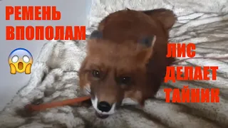 ЛИСА ДЕЛАЕТ ТАЙНИК/10 СЕКУНД И НЕТ РЕМНЯ/ЖИЗНЬ В ДЕРЕВНЕ/domestic Fox