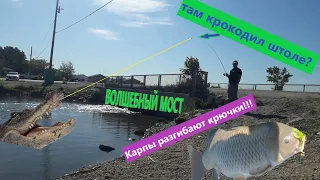 Бешеный клев огромного сазана ! Рыбалка в Канаде Delta beach Как поймать карпа ? Карп идет на нерест