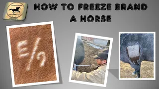 Freeze Branding Horses