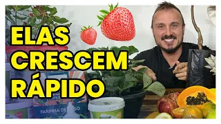 15 FRUTÍFERAS QUE CRESCEM RÁPIDO | Aprenda como cultivar