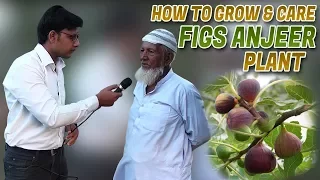 How to Grow & care Figs Anjeer Plants Jamshed Asmi Informative Channel In (Urdu/Hindi)